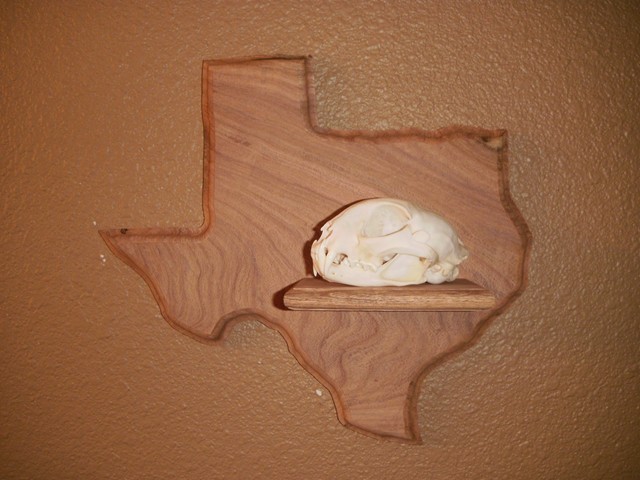 Mesquite Texas with shelf